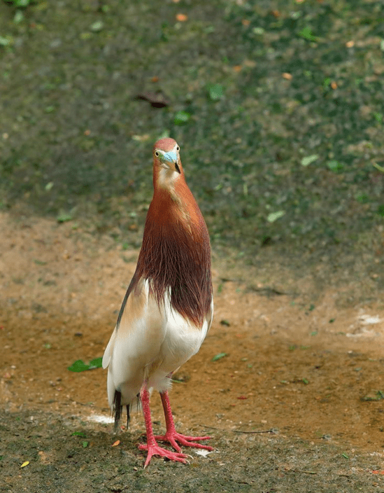 Chinese Pond Heron by Gururaj Moorching - La Paz Group