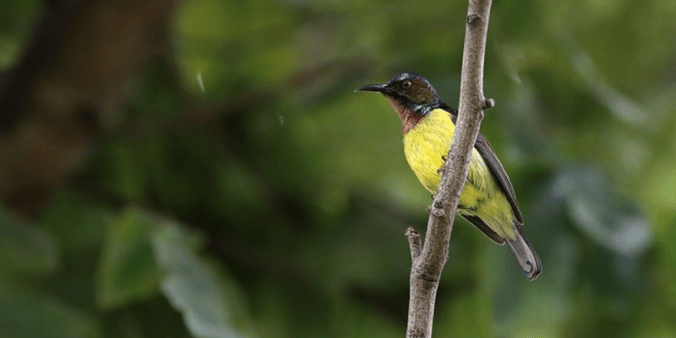 Ruby-cheeked Sunbird by Gururaj Moorching - La Paz Group