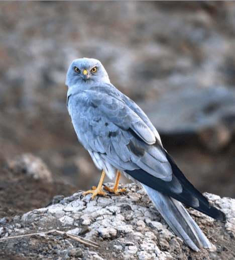 Montagu's Harrier by Gururaj Moorching - La Paz Group