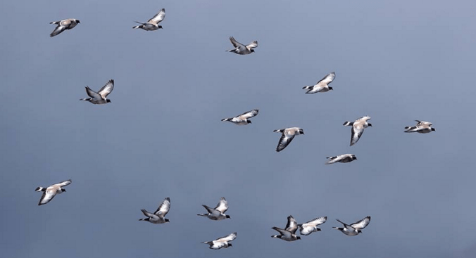 Snow Pigeons by Gururaj Moorching - La Paz Group