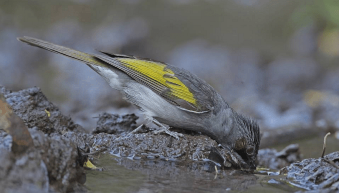 Ashy Bulbul by Gururaj Moorching - La Paz Group