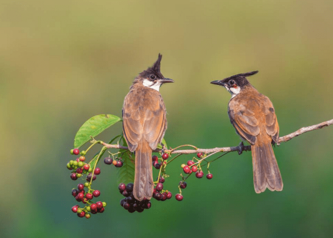 Red-whiskered Bulbul by Ramesh Desai - La Paz Group