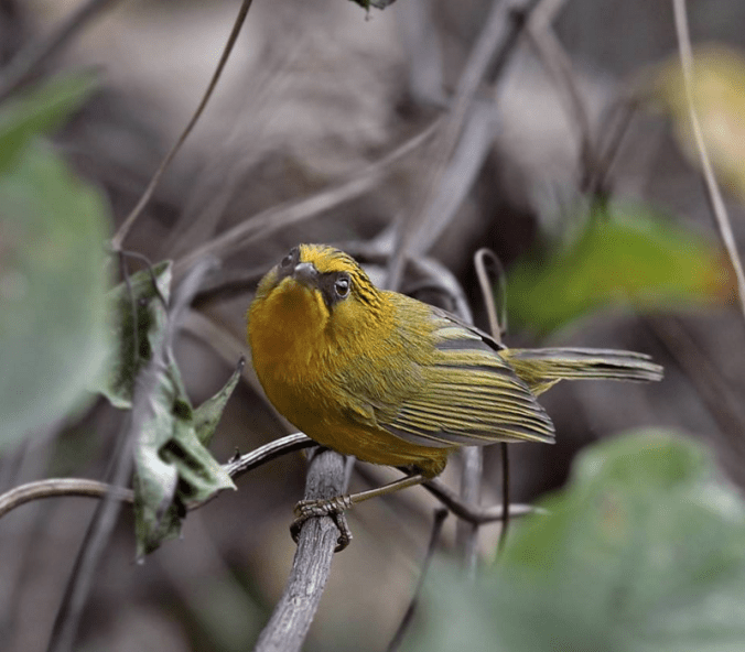 Golden Babbler by Gururaj Moorching - La Paz Group
