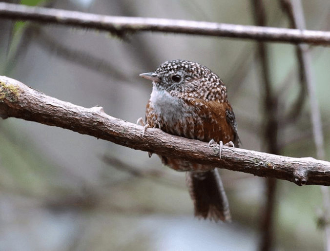 Bar-winged Wren Babbler by Gururaj Moorching - La Paz Group