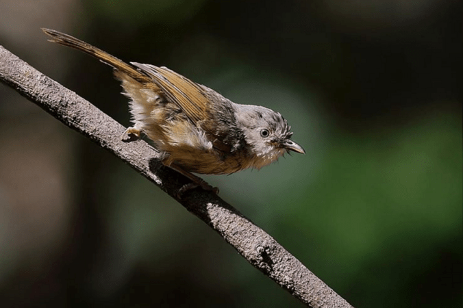 Brown-cheeked Fulvetta by Gururaj Moorching - La Paz Group