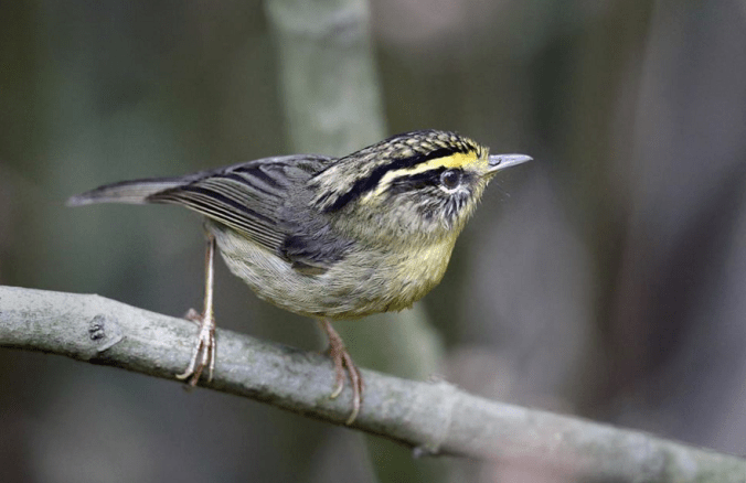 Yellow-throated Fulvetta by Gururaj Moorching - La Paz Group