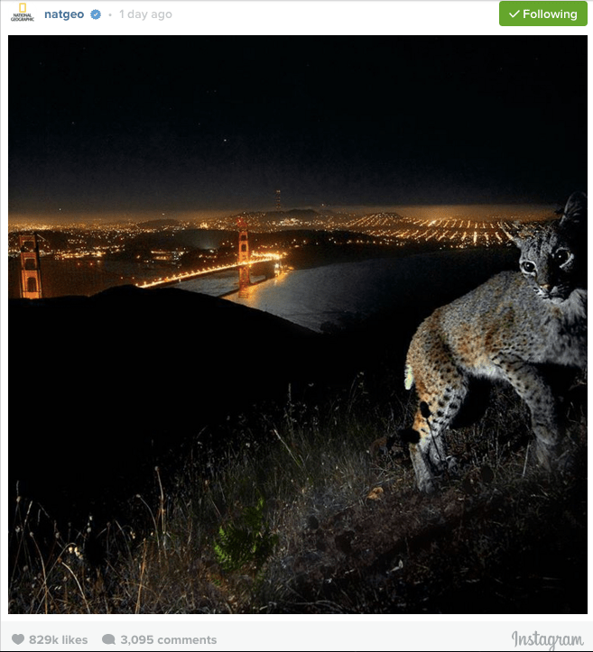 Camera Trap photo: Natgeo Instagram