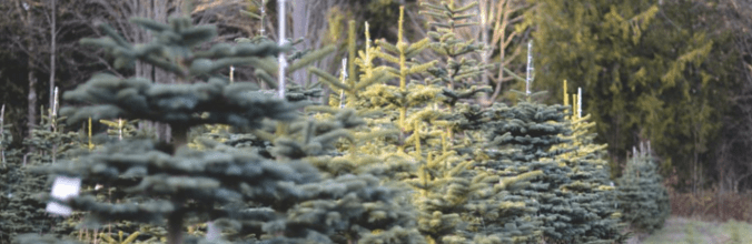 photo credit: Carol Fernandez