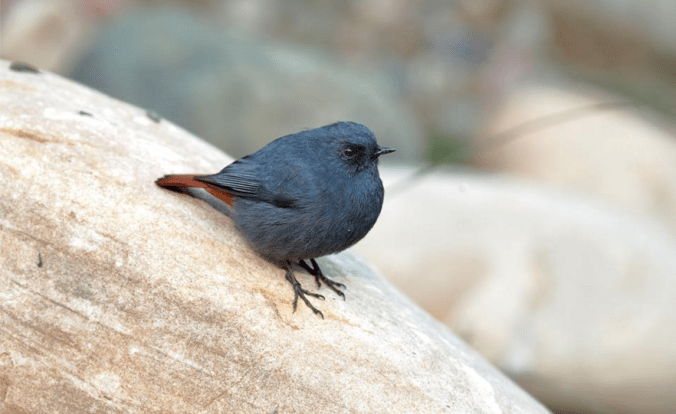 Plumbeous Water-Redstart by Gururaj Moorching - La Paz Group