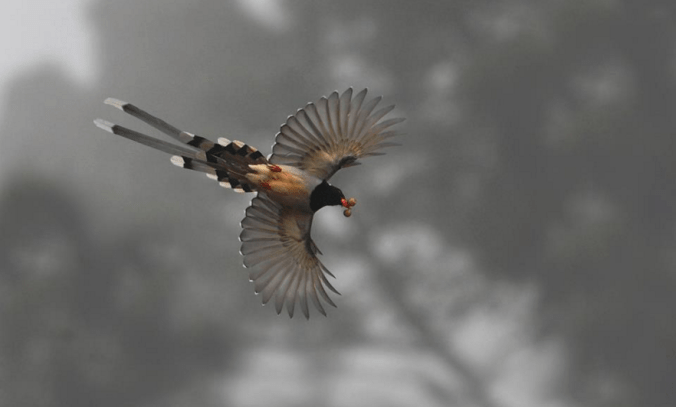 Red-Billed Blue Magpie by Gururaj Moorching - La Paz Group