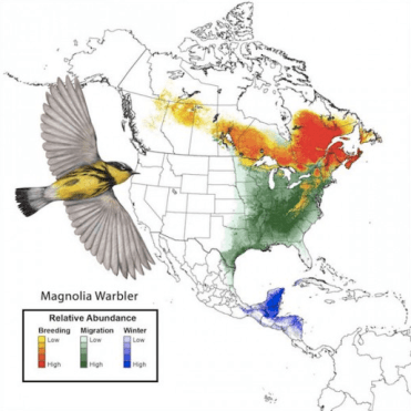The Yucatan Peninsula is one of North America’s most vital bird habitat regions