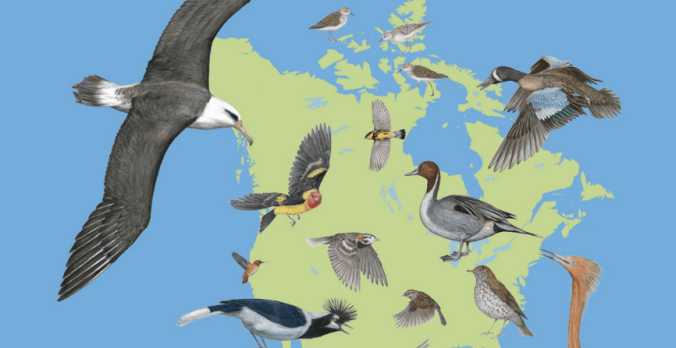 The State of North America’s Birds 2016