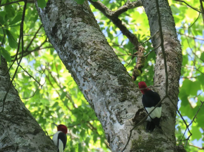 Red-headed Woodpeckers by Seth Inman - Organikos