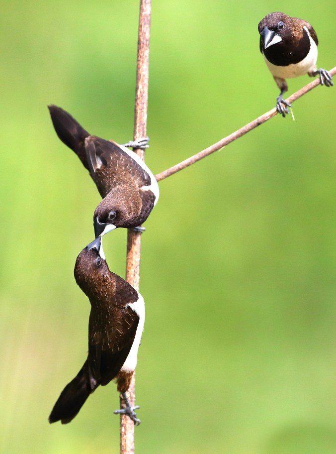 White-rumped Munias by Gururaj Moorching - La Paz Group