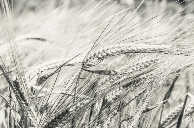 27294597002_ae07a7229e_k