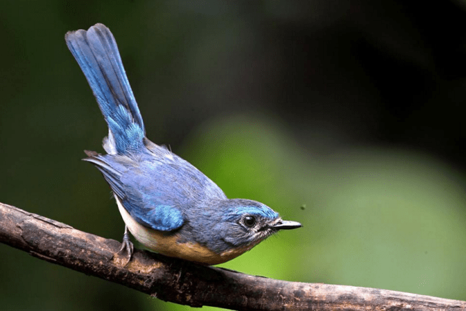Tickell's Blue Flycatcher by Gururaj Moorching - La Paz Group