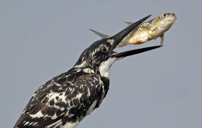 Pied Kingfisher by Gururaj Moorching - La Paz Group
