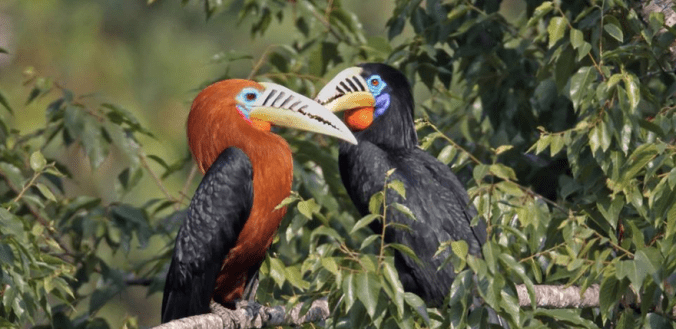 Rufous-necked Hornbill by Gururaj Moorching - La Paz Group