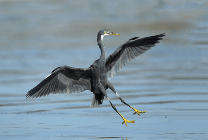 Western Reef Egret by Gururaj Moorching - La Paz Group