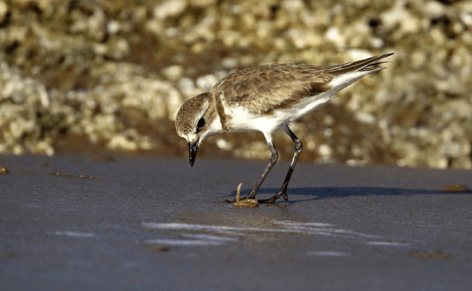 Lesser Sand Plover by Gururaj Moorching - La Paz Group