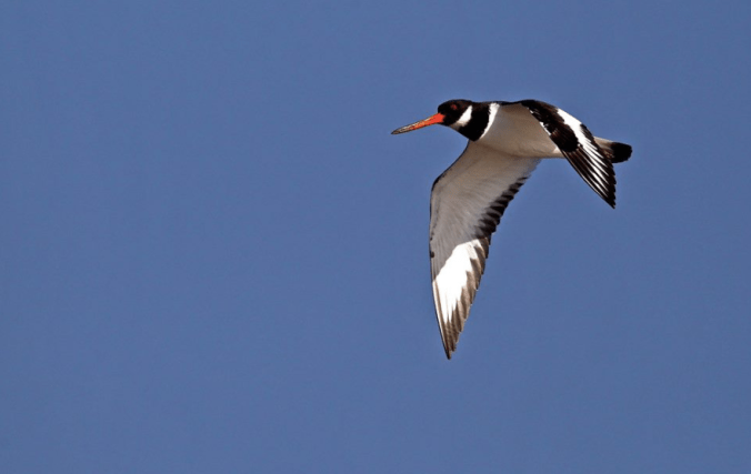 Oyster Catcher by Gururaj Moorching - La Paz Group