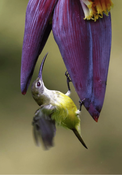 Little Spider Hunter by Gururaj Moorching - La Paz Group