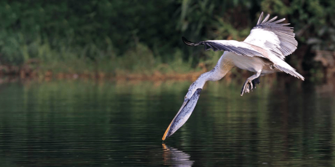 Spot-billed Pelican by Gururaj Moorching - La Paz Group