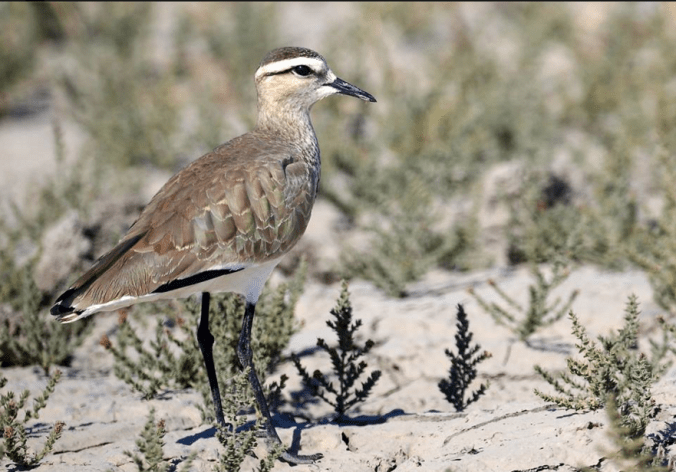 Sociable Lapwing by Gururaj Moorching - La Paz Group