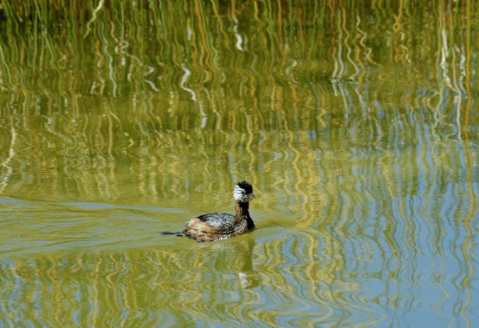 White-tufted Grebe by Puneet Dhar - La Paz Group