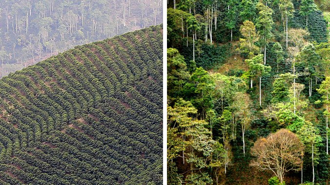 Sun-grown coffee (left) is a monoculture of coffee bushes. Shade-grown coffee (right) offers more habitat for forest species. Photos: Chris Foito/Cornell Lab Multimedia; Guillermo Santos).