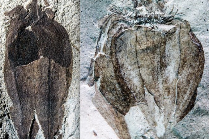 tb-tomatillo1-master768