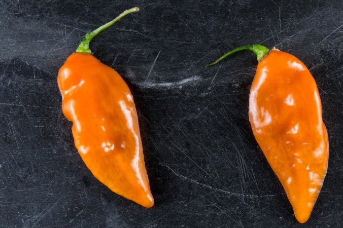 courtesy-of-blue-hill_slide-9b632a9cd15cdc7e587d3adea9090145933a476f-s1400-c85 (1).jpg