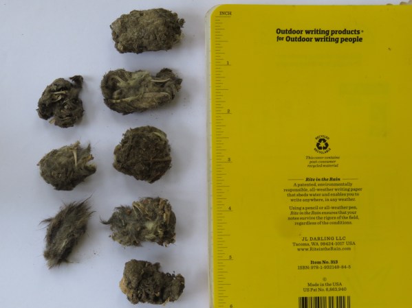 owl pellets collected outside the cave