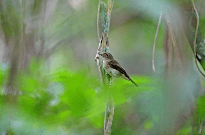 Nicobar Jungle-Flycatcher by Gururaj Moorching - La Paz Group