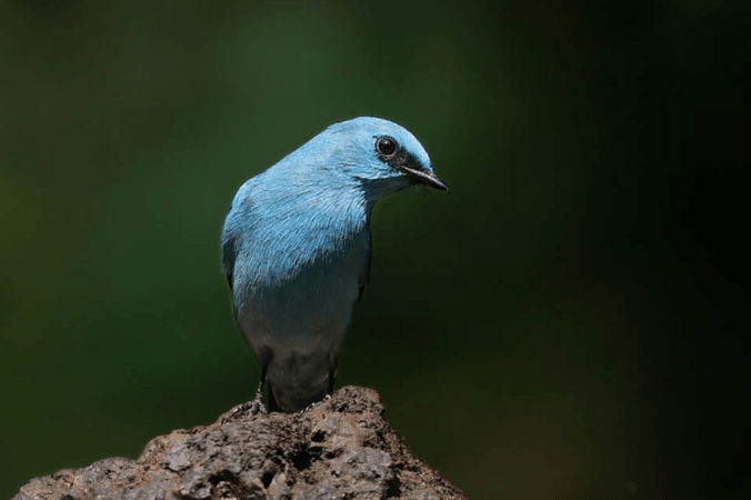 Verditer Flycatcher by Gururaj Moorching - La Paz Group