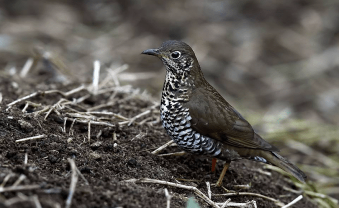 Plain-backed Thrush by Gururaj Moorching - La Paz Group