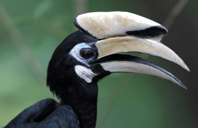 Oriental Pied Hornbill by Gururaj Moorching - La Paz Group