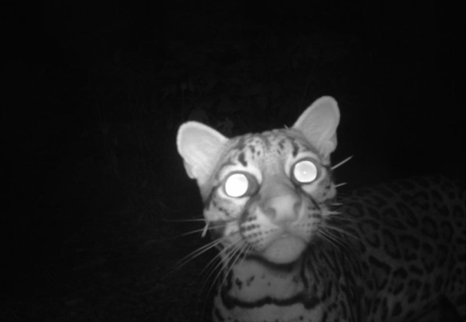 Ocelot curious about the red light of the camera