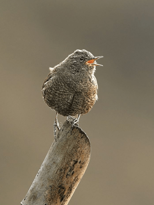 Winter Wren by Gururaj Moorching - La Paz Group