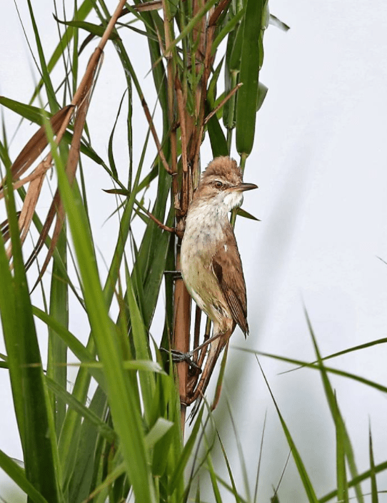 Oriental Reed Warbler by Gururaj Moorching - La Paz Group
