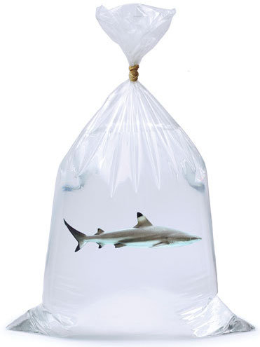 shark-in-bag