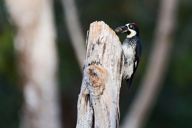 Acorn Woodpecker by Leander Khil - La Paz Group