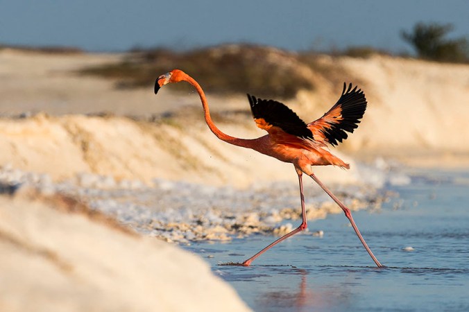 American Flamingo by Leander Khil - La Paz Group