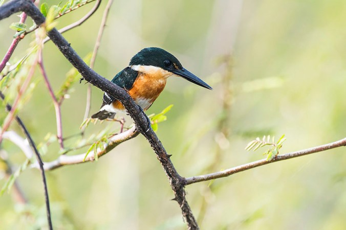 American Pygmy Kingfisher by Leander Khil - La Paz Group