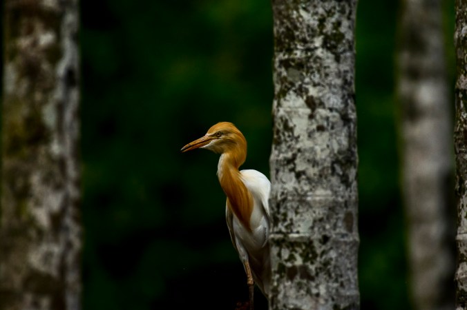 Cattle Egret by Chetan Krishnamurthy - La Paz Group