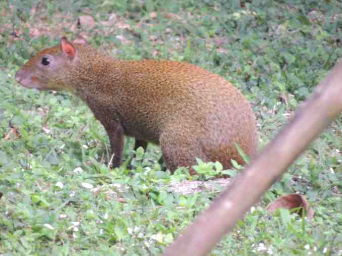 CCLAgouti.jpg