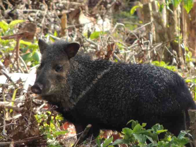 CCLPeccary.jpg