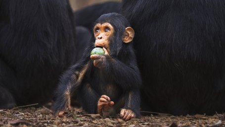 chimp_wide-e9ca161342ebb893d6a491900854de4b7f2b84fc-s1400-c85.jpg