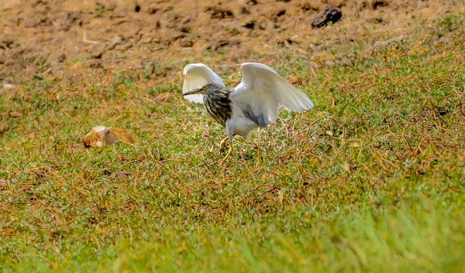 Indian Pond Heron by Chetan Krishnamurthy - La Paz Group