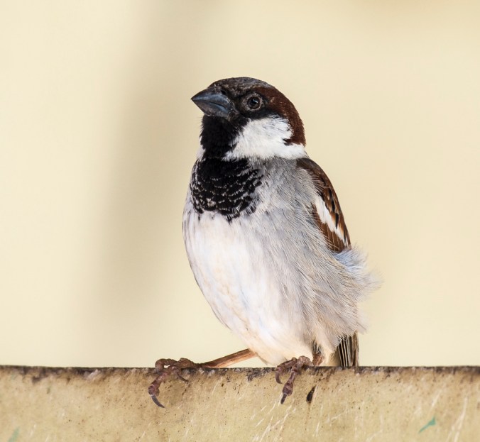 House Sparrow by Chetan Krishnamurthy - La Paz Group